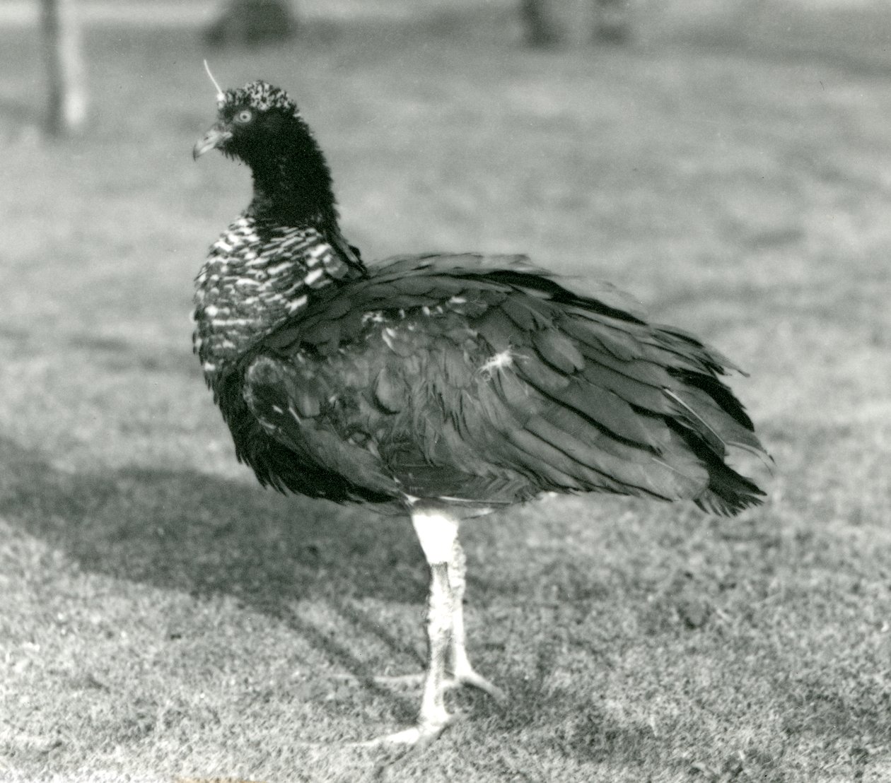 En Horned Screamer stående på græs i London Zoo i september 1927 af Frederick William Bond