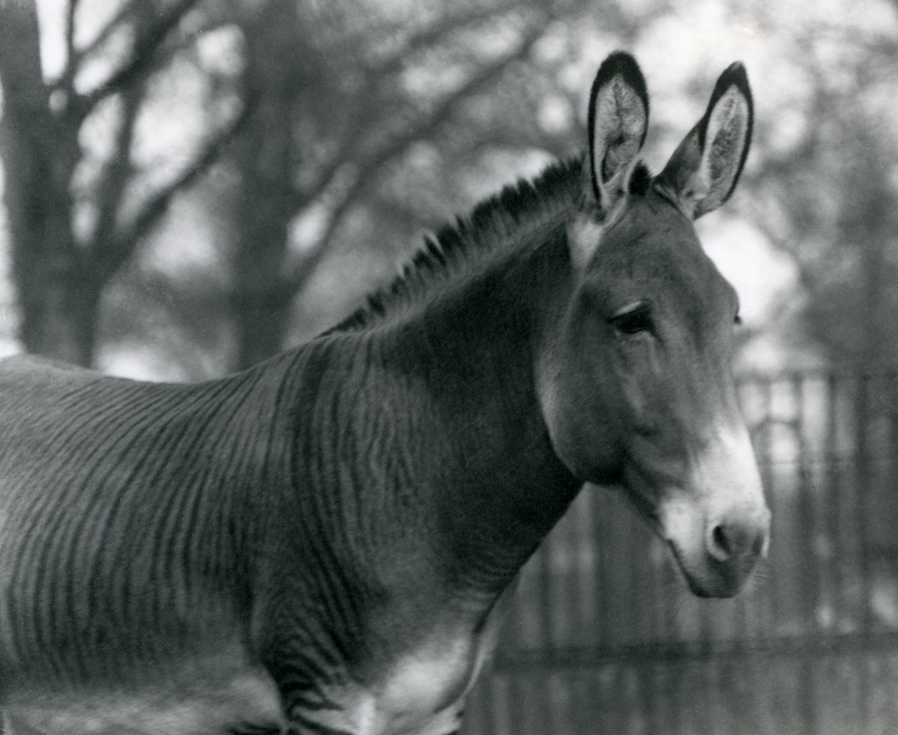 En hybrid zebra i London Zoo i juli 1924 af Frederick William Bond