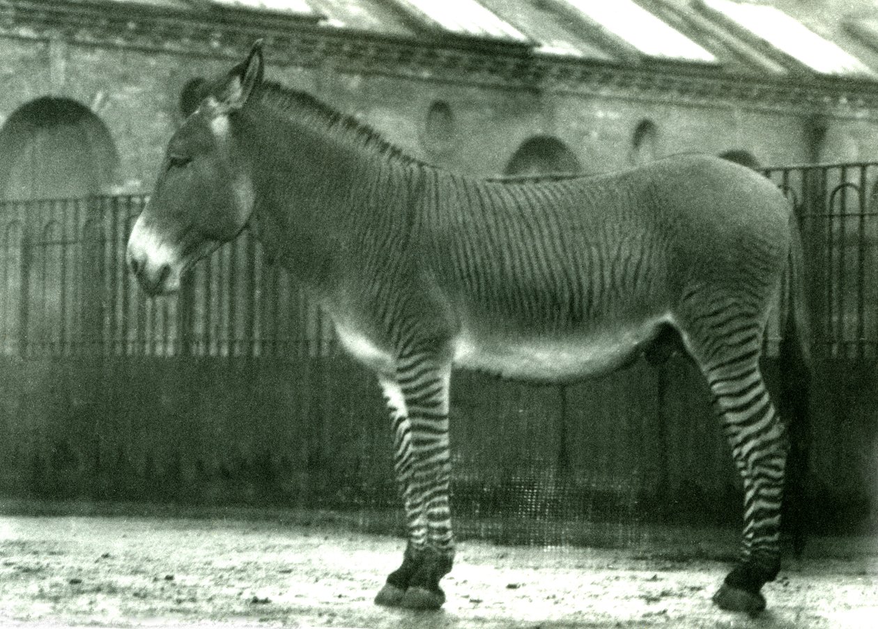 En hybrid zebra i sin indhegning i London Zoo, 1924 (bw foto) af Frederick William Bond