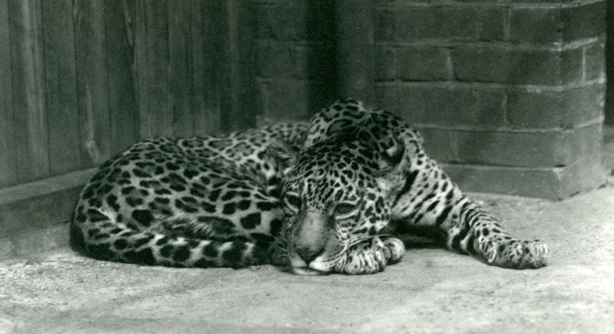 En Jaguar hviler i London Zoo i juni 1924 af Frederick William Bond