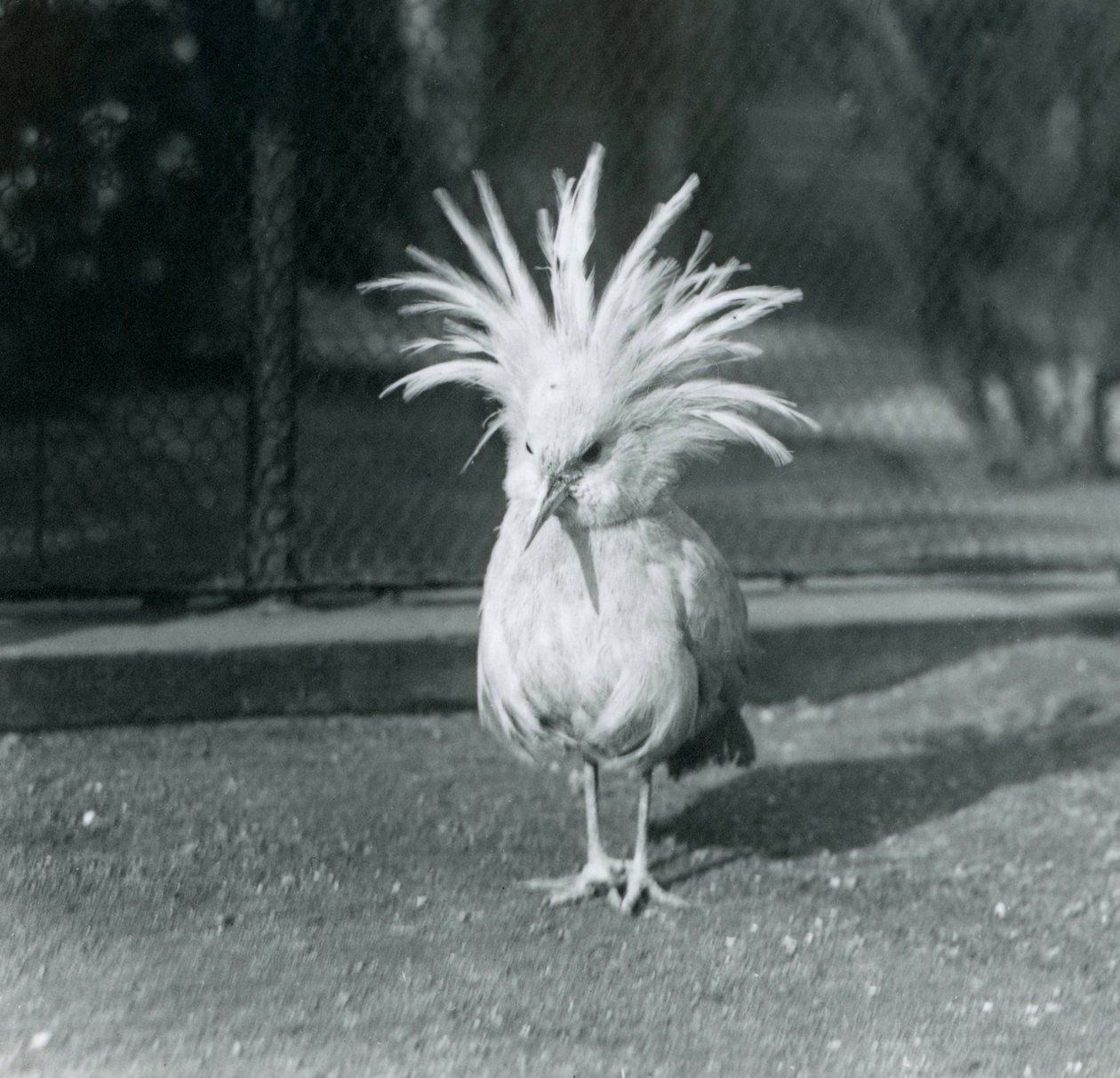 En Kagu eller Cagu, der viser sine kamfjer i London Zoo, juni 1921 af Frederick William Bond
