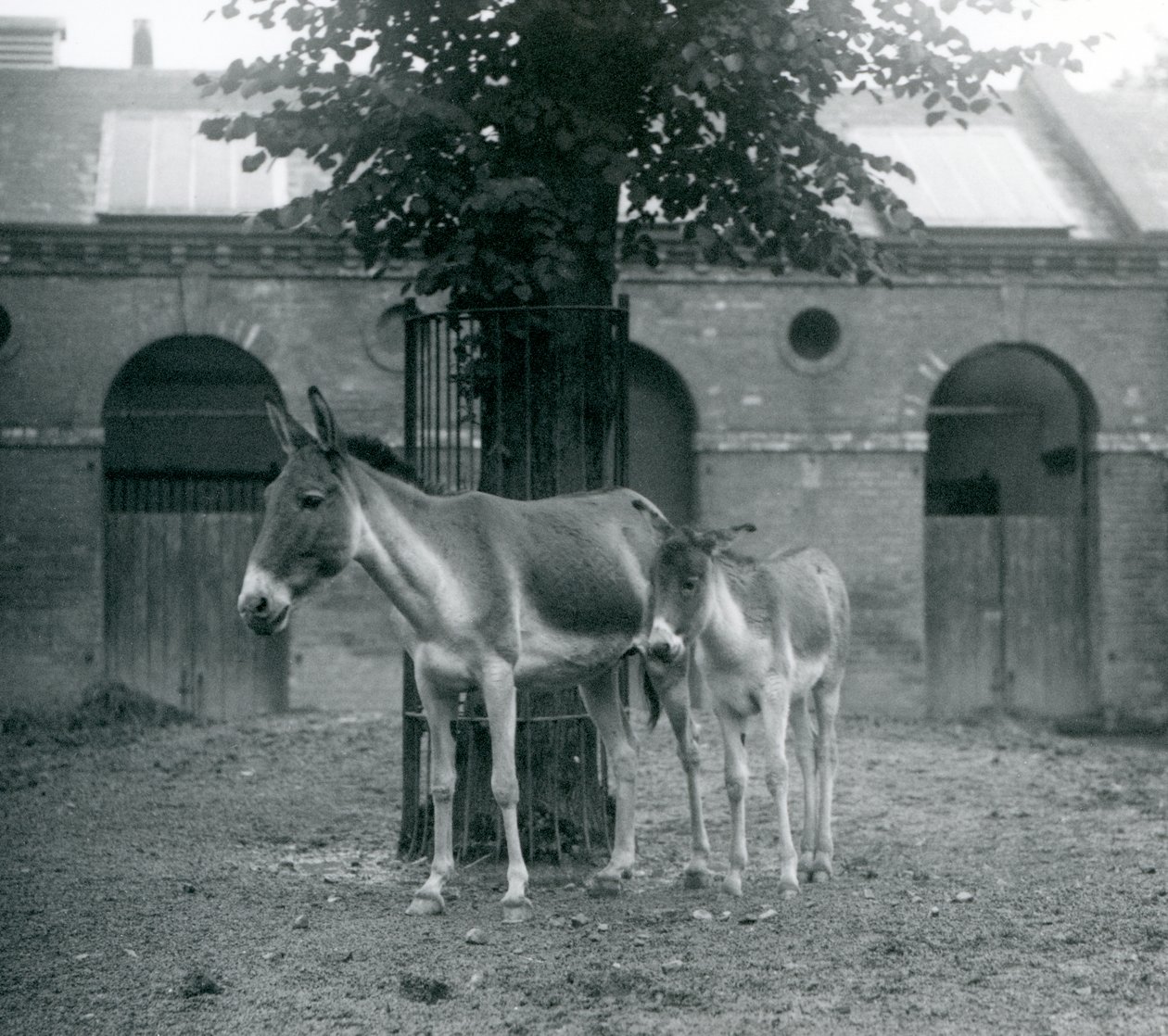 En KiangTibetansk vildæselKhyangGorkhar og hendes føl står under et træ i deres løbegård, London Zoo, august 1927 af Frederick William Bond