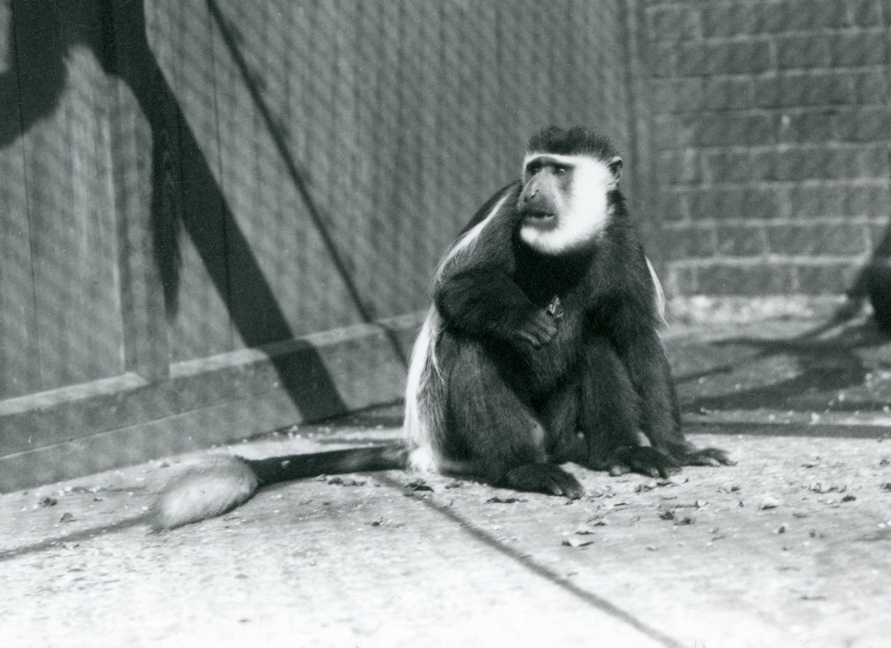 En kikuyu sort-hvid Colobus-abe sidder i sit indhegning i London Zoo i juli 1925 af Frederick William Bond