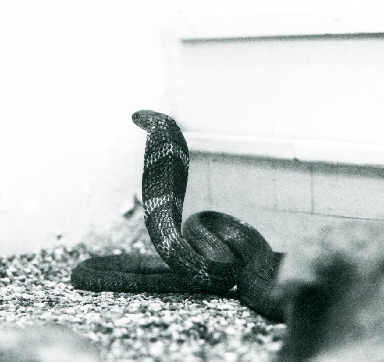 En King Cobra Hamadryad i London Zoo, oktober 1925 af Frederick William Bond