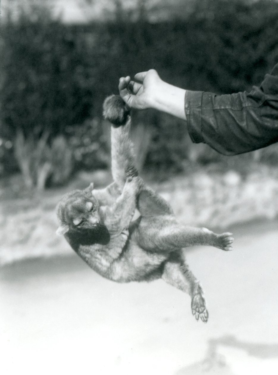 En Kinkajou suspenderet fra en målmandsfinger ved sin gribehale, London Zoo, september 1925 af Frederick William Bond