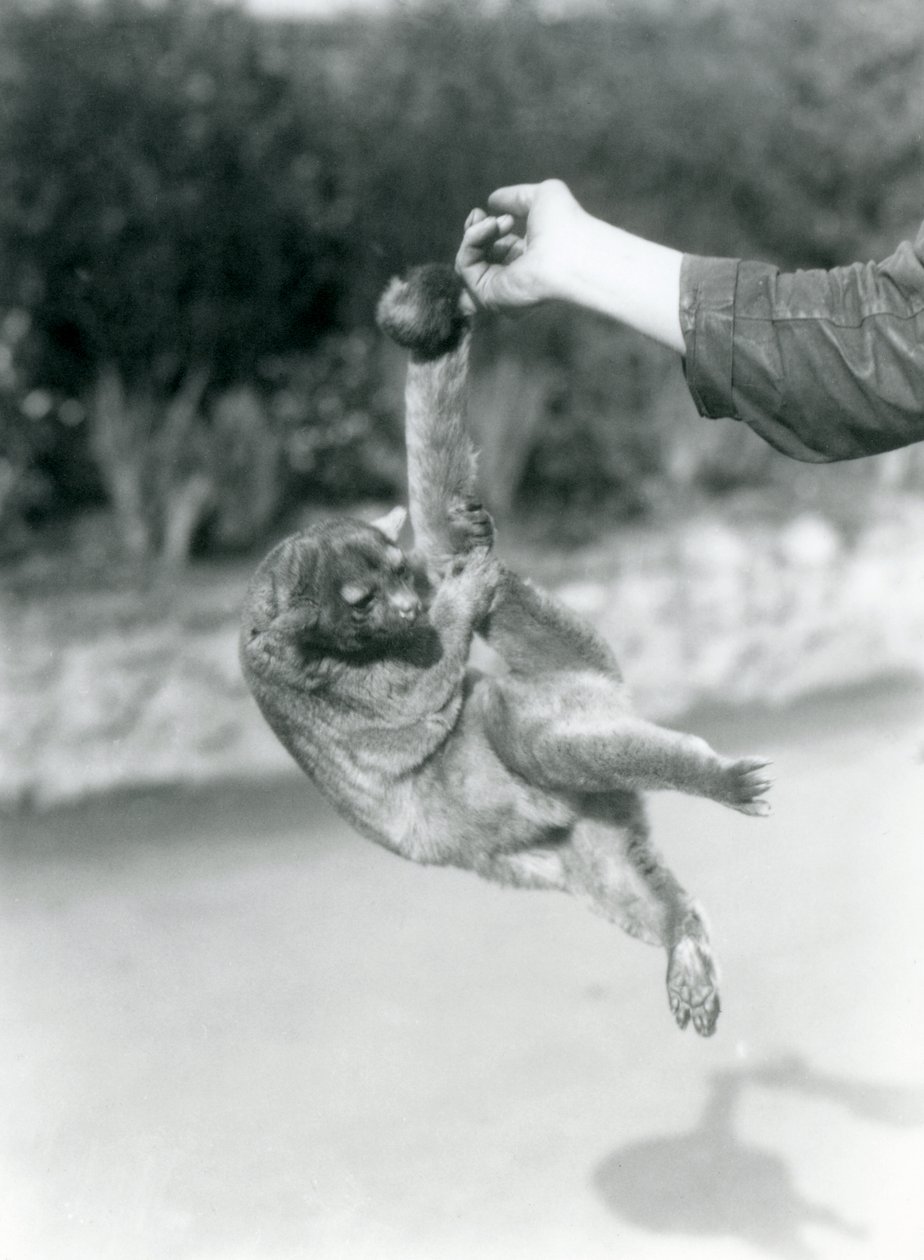 En Kinkajou suspenderet fra en målmandsfinger ved sin gribehale, London Zoo, september 1925 af Frederick William Bond