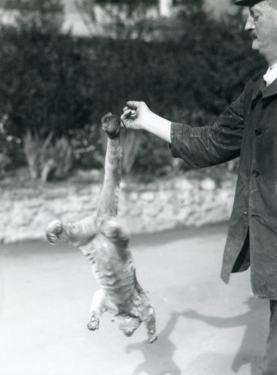 En Kinkajou suspenderet på hovedet, fra en målmandsfinger, ved sin gribehale, London Zoo, september 1925 af Frederick William Bond