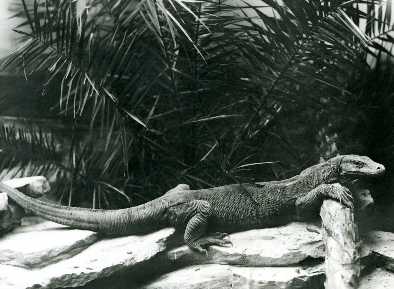 En Komodo DragonMonitor hviler sin hals og forben op mod en træstamme i London Zoo i juni 1927 af Frederick William Bond