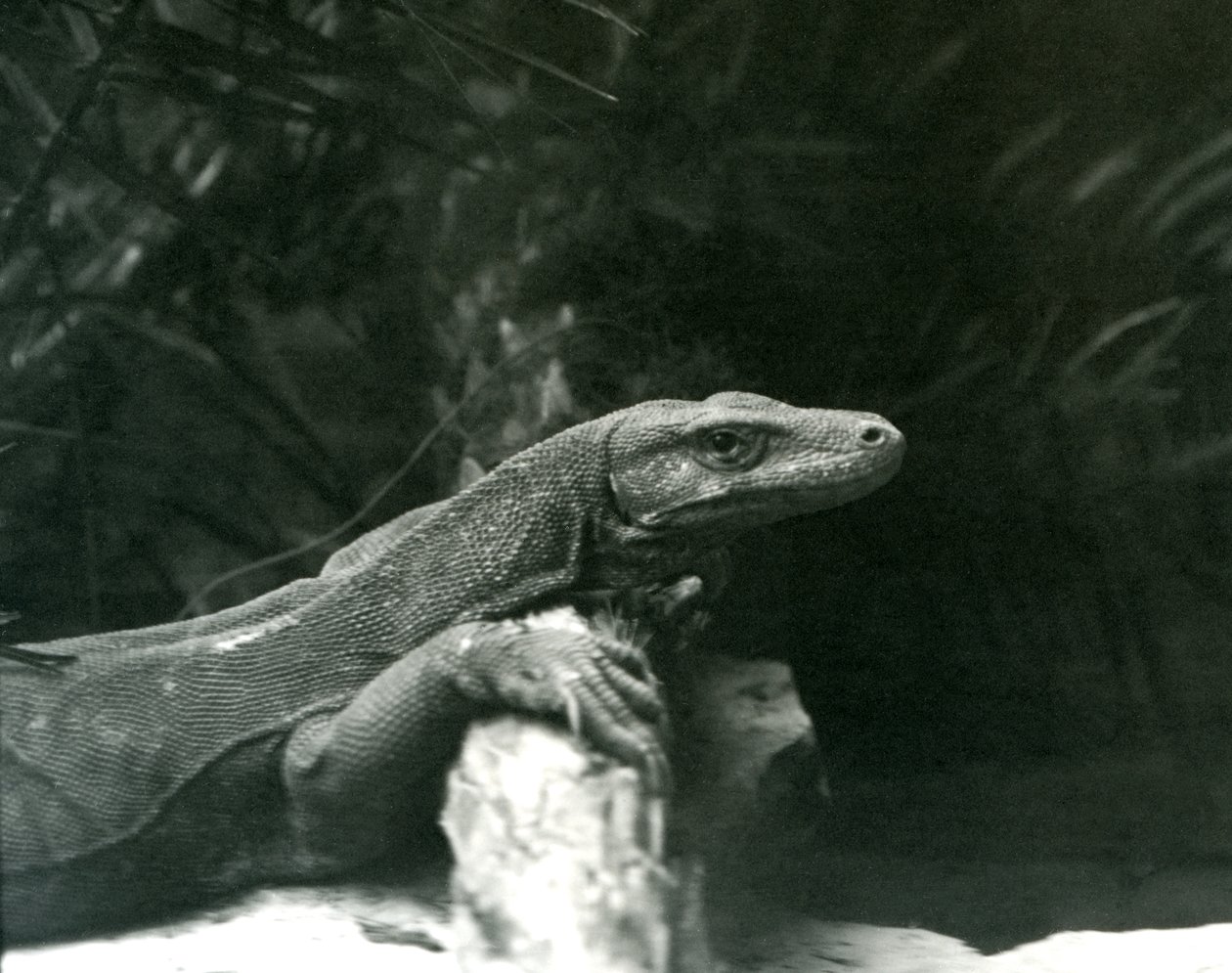En Komodo DragonMonitor hviler sin hals og forben op mod en træstamme i London Zoo i juni 1927 af Frederick William Bond