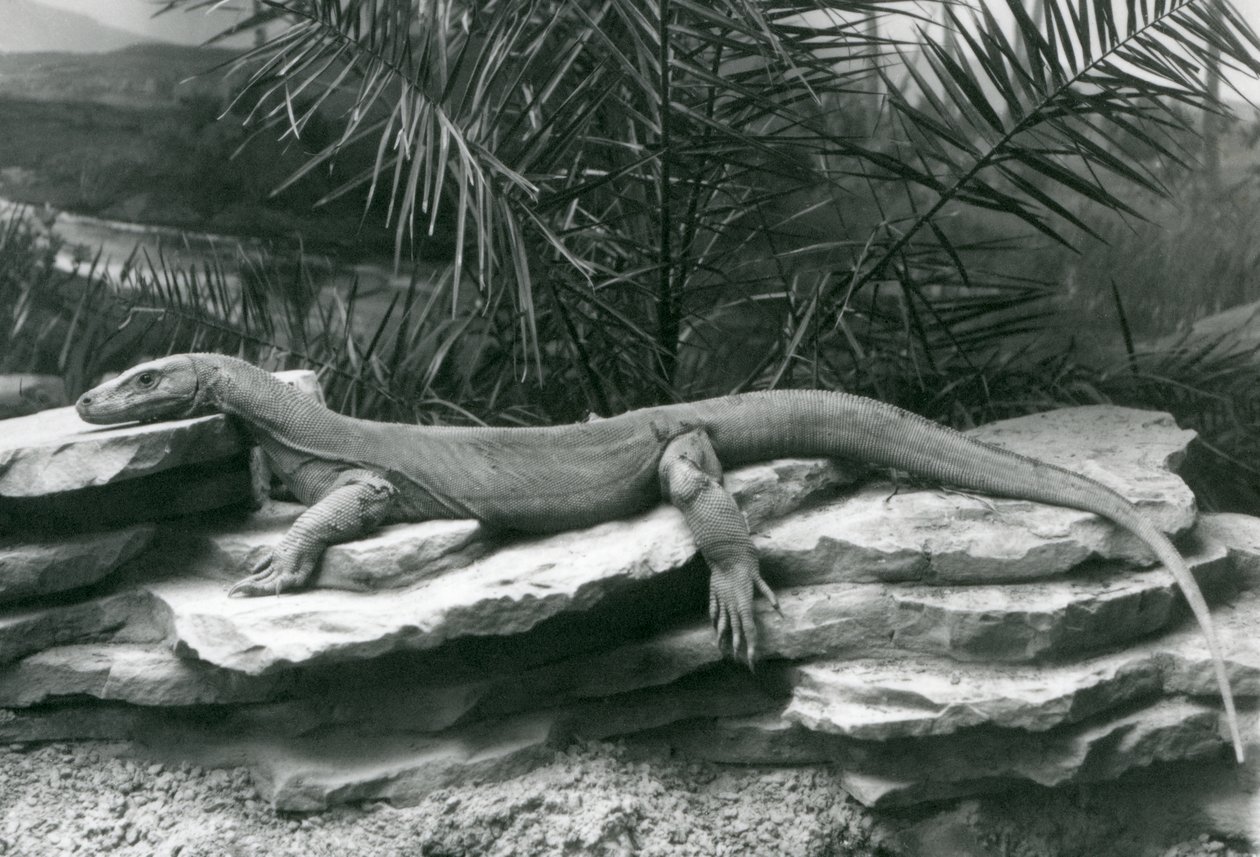 En Komodo Dragon Monitor hviler på en klippevæg i London Zoo i 1927 af Frederick William Bond