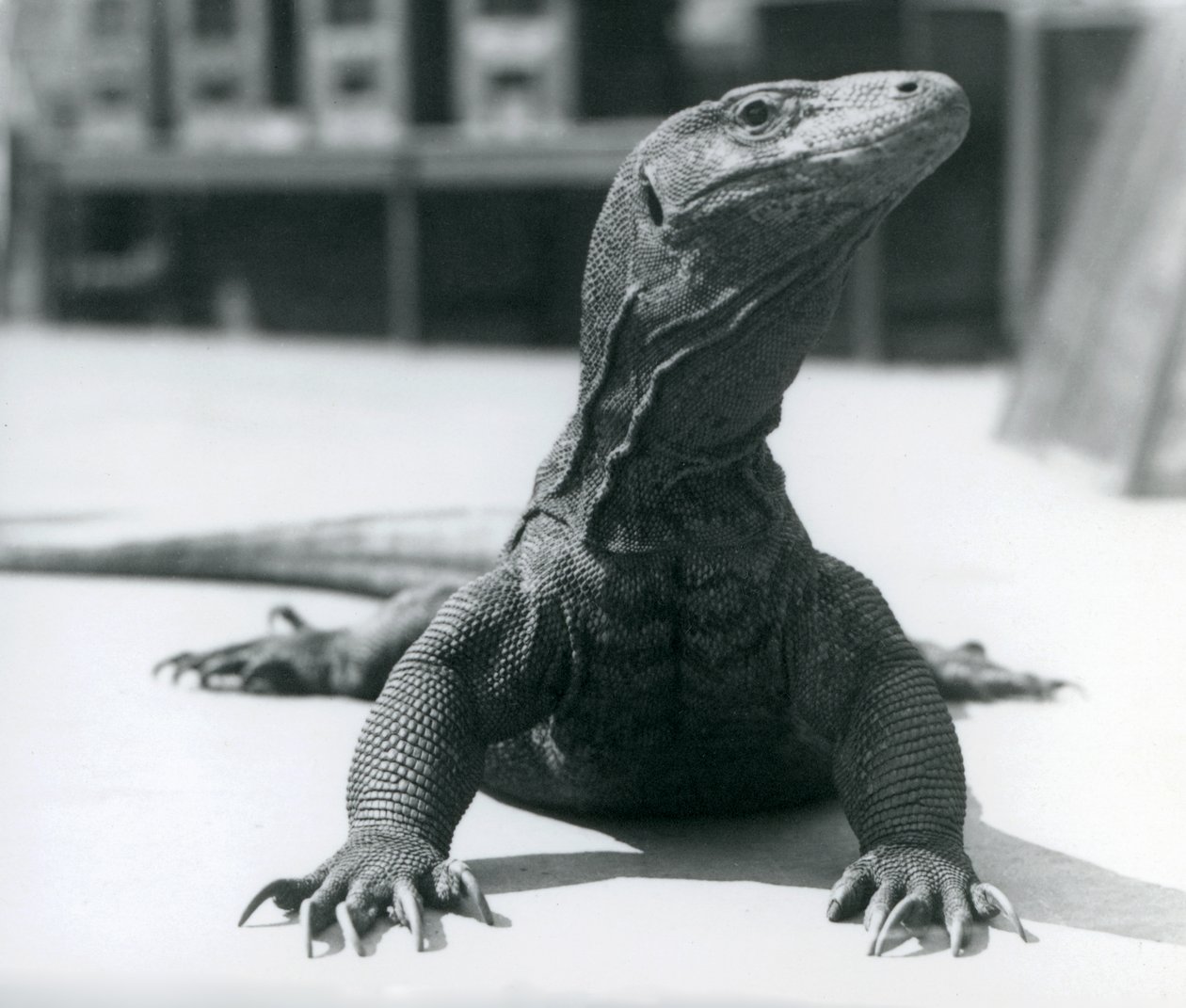 En Komodo-drage i London Zoo, august 1928 af Frederick William Bond