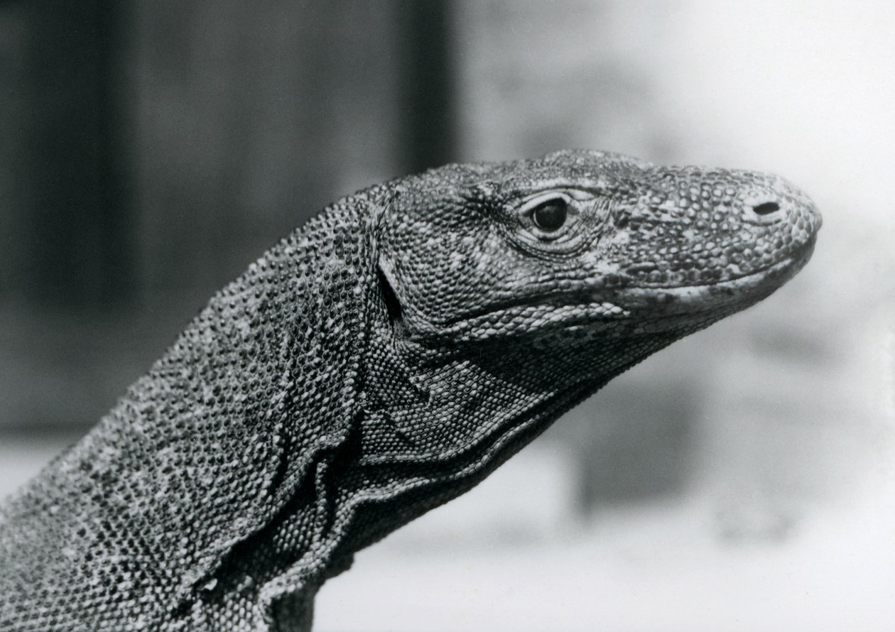 En Komodo-drage i London Zoo i august 1928 (s/h-billede) af Frederick William Bond