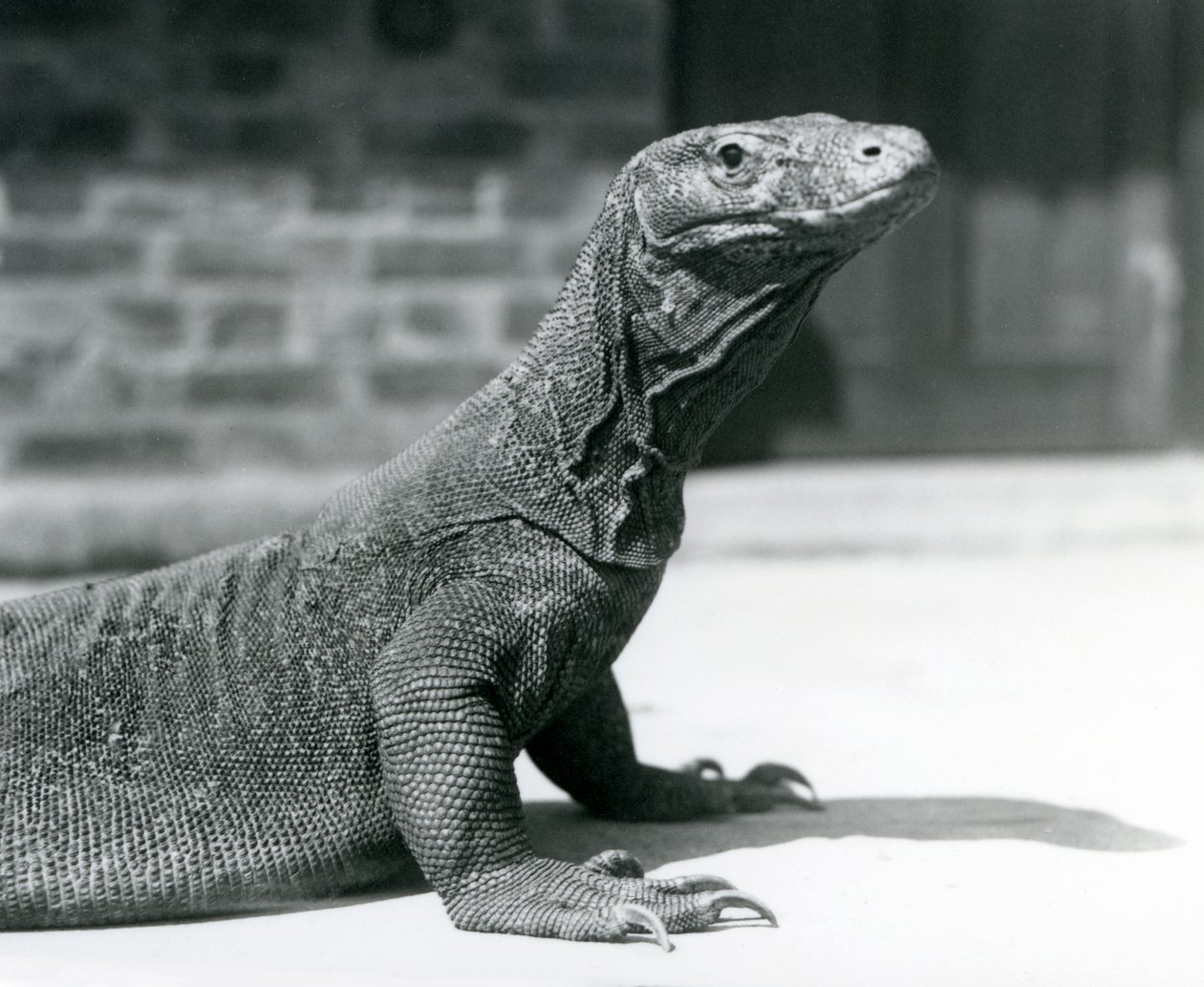 En Komodo-drage i London Zoo i august 1928 (s/h-billede) af Frederick William Bond