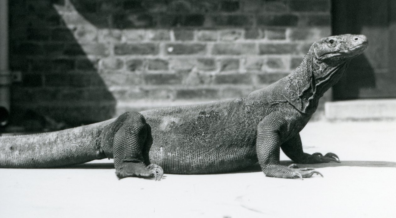 En Komodo-drage i London Zoo i august 1928 (s/h-billede) af Frederick William Bond