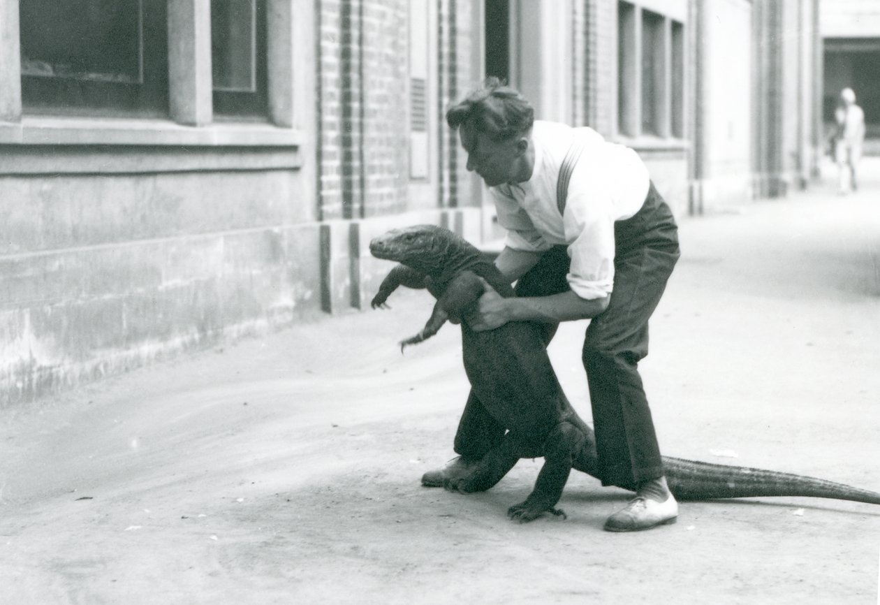 En Komodo-drage holdes op på bagbenene af en målmand i London Zoo i august 1928 (s/h-foto) af Frederick William Bond
