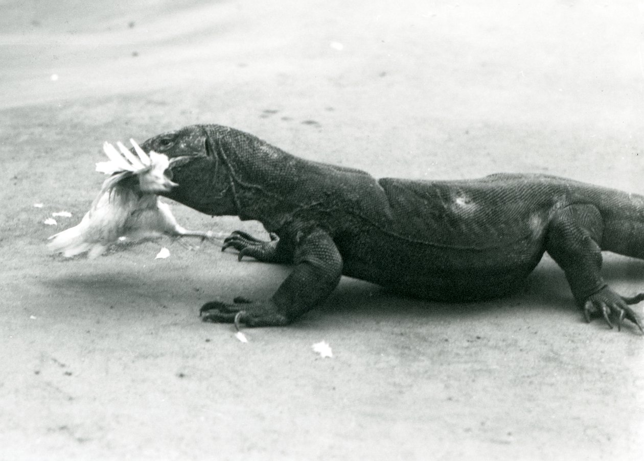 En Komodo-drage spiser en kylling, London Zoo af Frederick William Bond