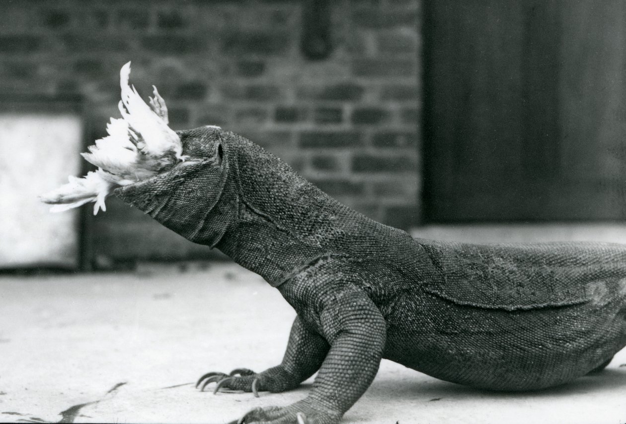 En Komodo-drage spiser en kylling i London Zoo august 1928 (s/h-billede) af Frederick William Bond