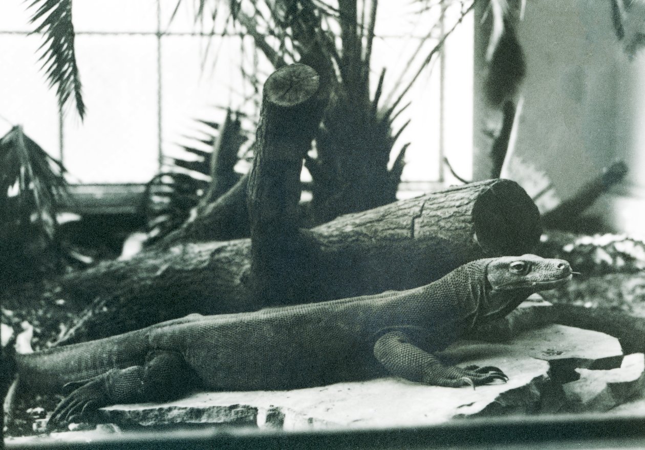 En Komodo-drage i krybdyrhuset i London Zoo i august 1928 (s/h-foto) af Frederick William Bond