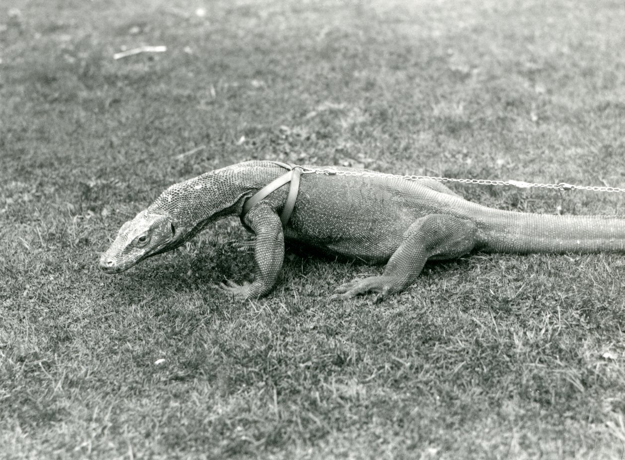En Komodo-drage ude at gå en tur på en græsplæne, iført sele og snor (s/h-billede) af Frederick William Bond