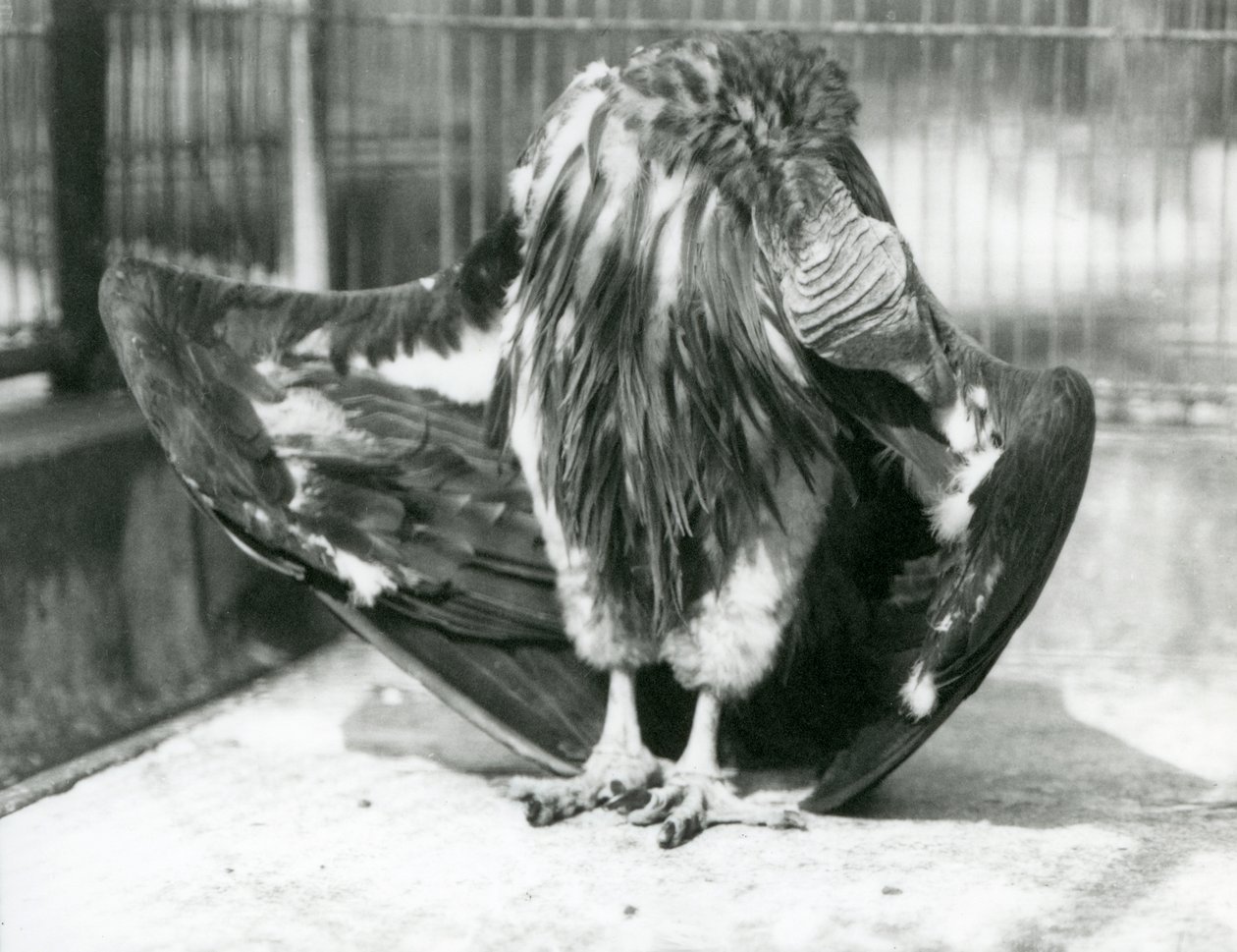 En grib med lappetæppe står på gulvet i sit indhegning og pudser sine vingefjer, London Zoo af Frederick William Bond