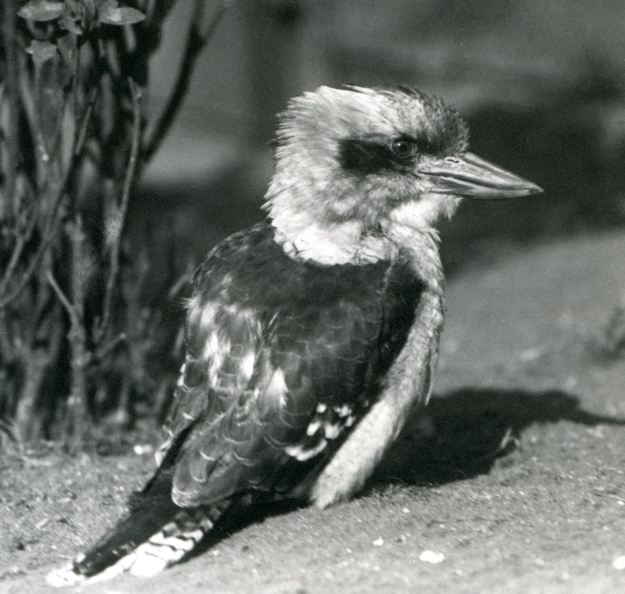 A Laughing Kookaburra i London Zoo i april 1925 af Frederick William Bond