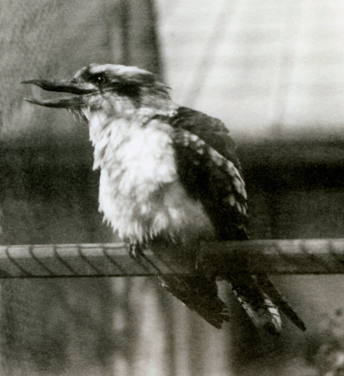 A Laughing Kookaburra i London Zoo i oktober 1924 af Frederick William Bond