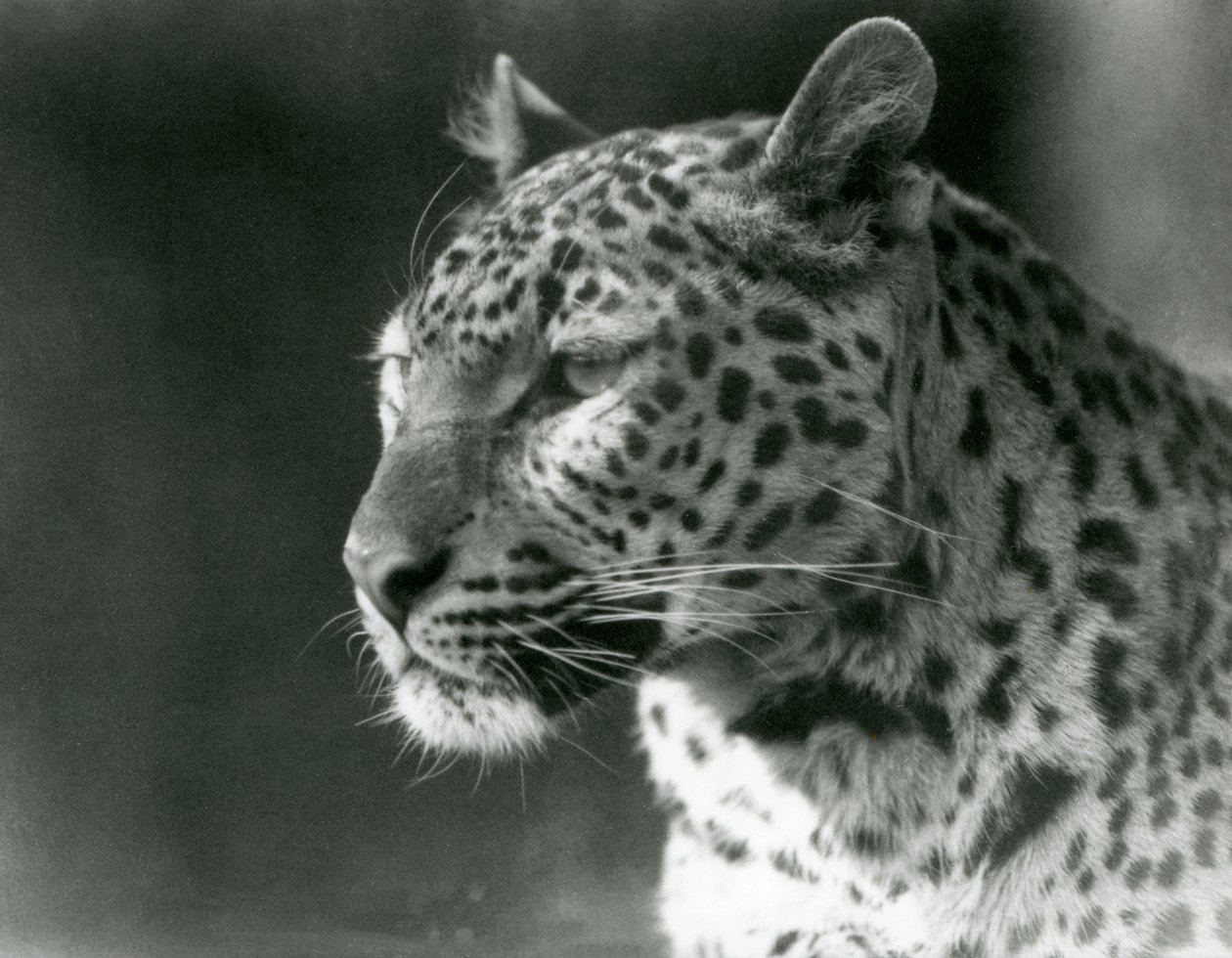 En leopard i London Zoo i 1930 (s/h-billede) af Frederick William Bond