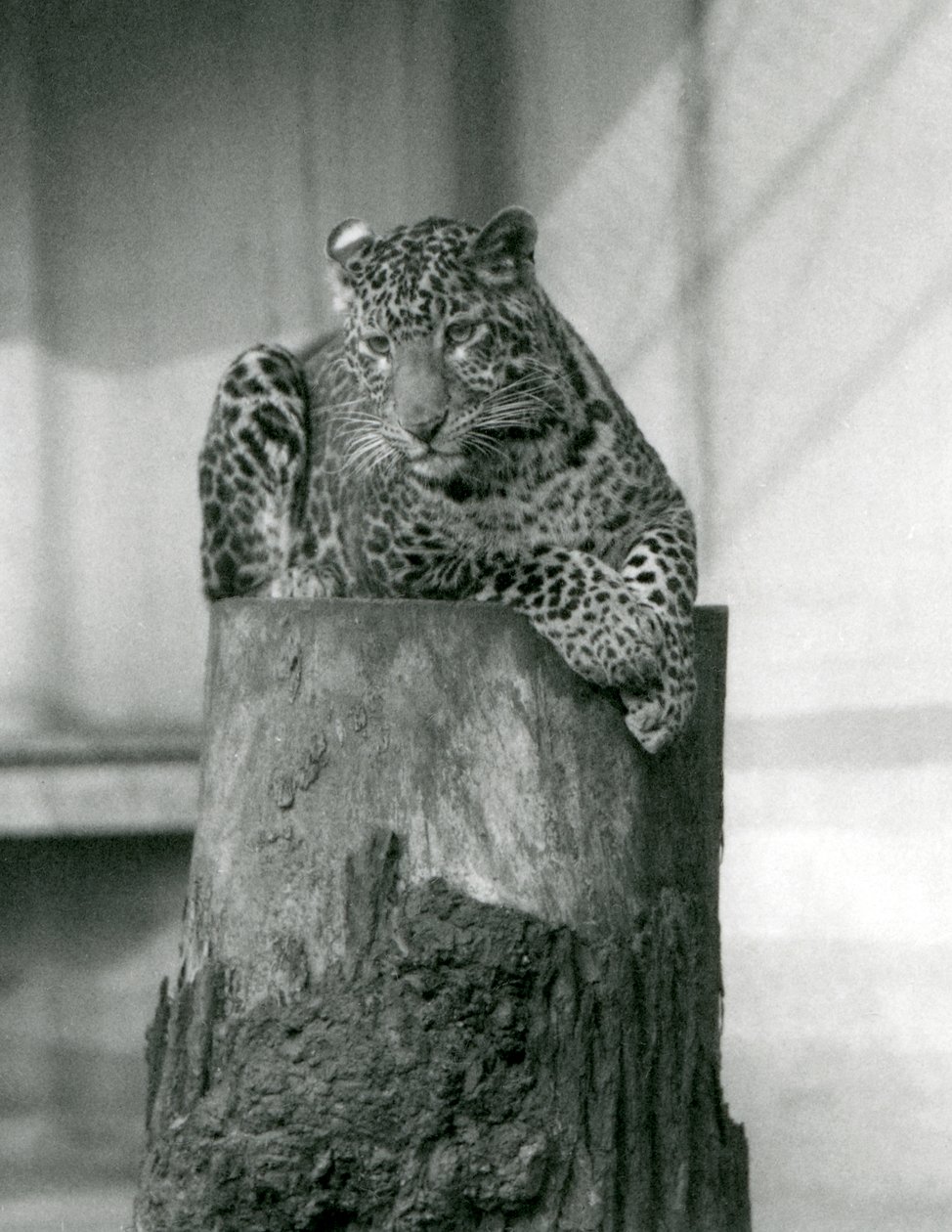 En leopard liggende på toppen af en træstub, London Zoo af Frederick William Bond