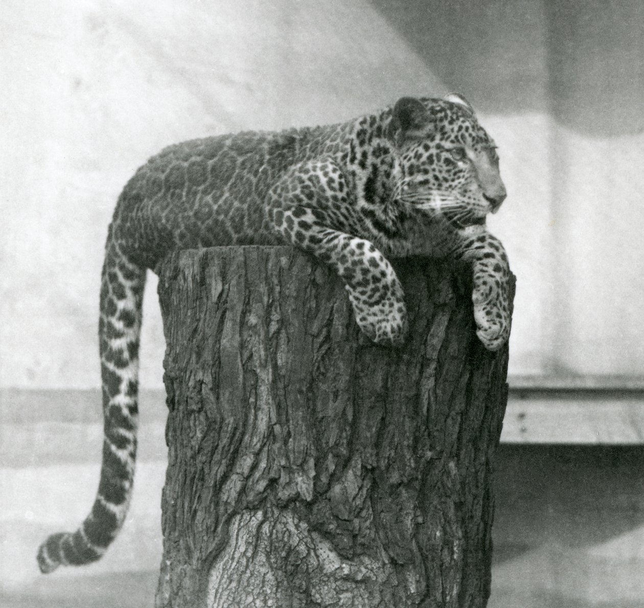 En leopard liggende på toppen af en træstub med halen hængende ned bagved, London Zoo af Frederick William Bond