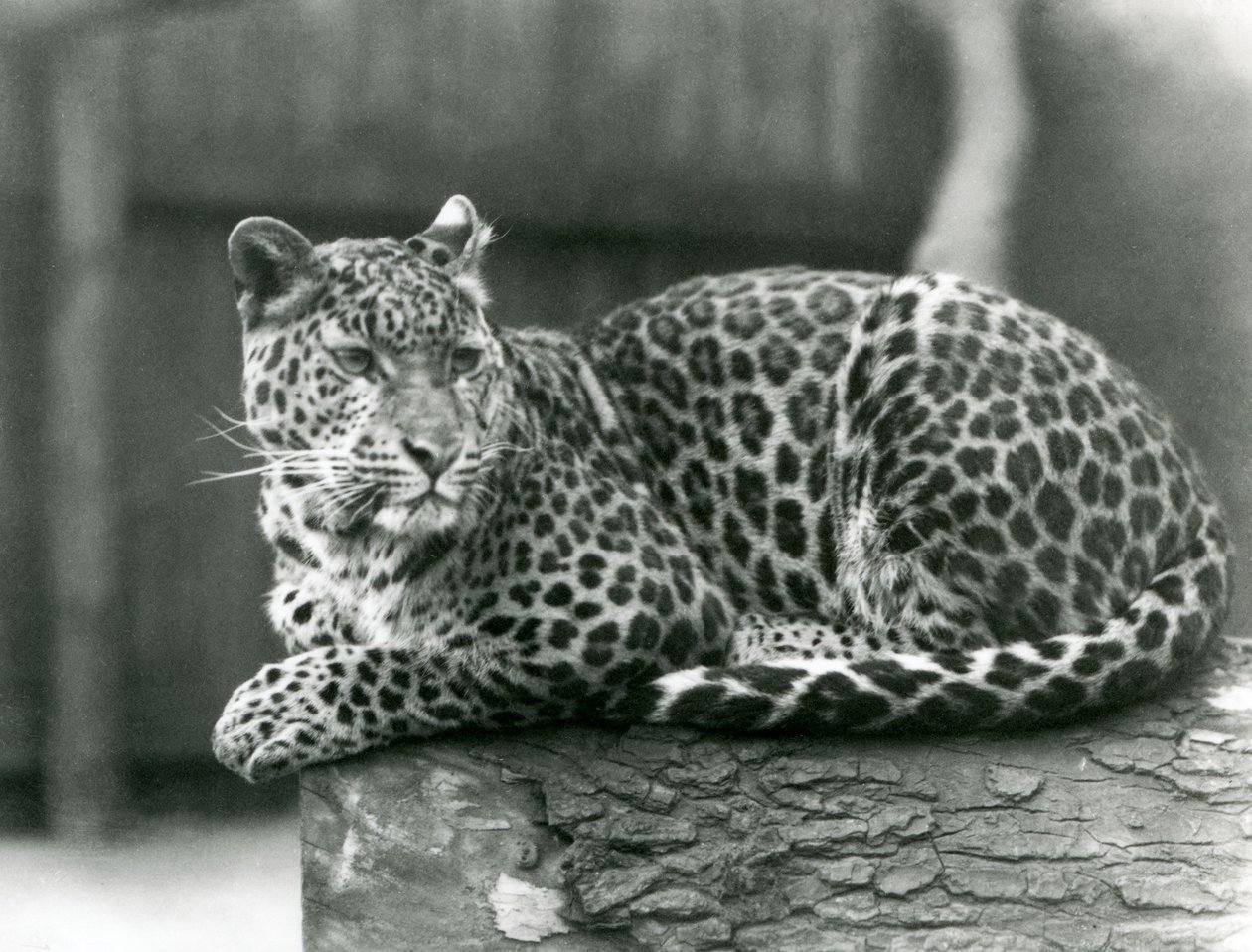 En leopard hviler på en bjælke i London Zoo i 1929 (s/h-billede) af Frederick William Bond