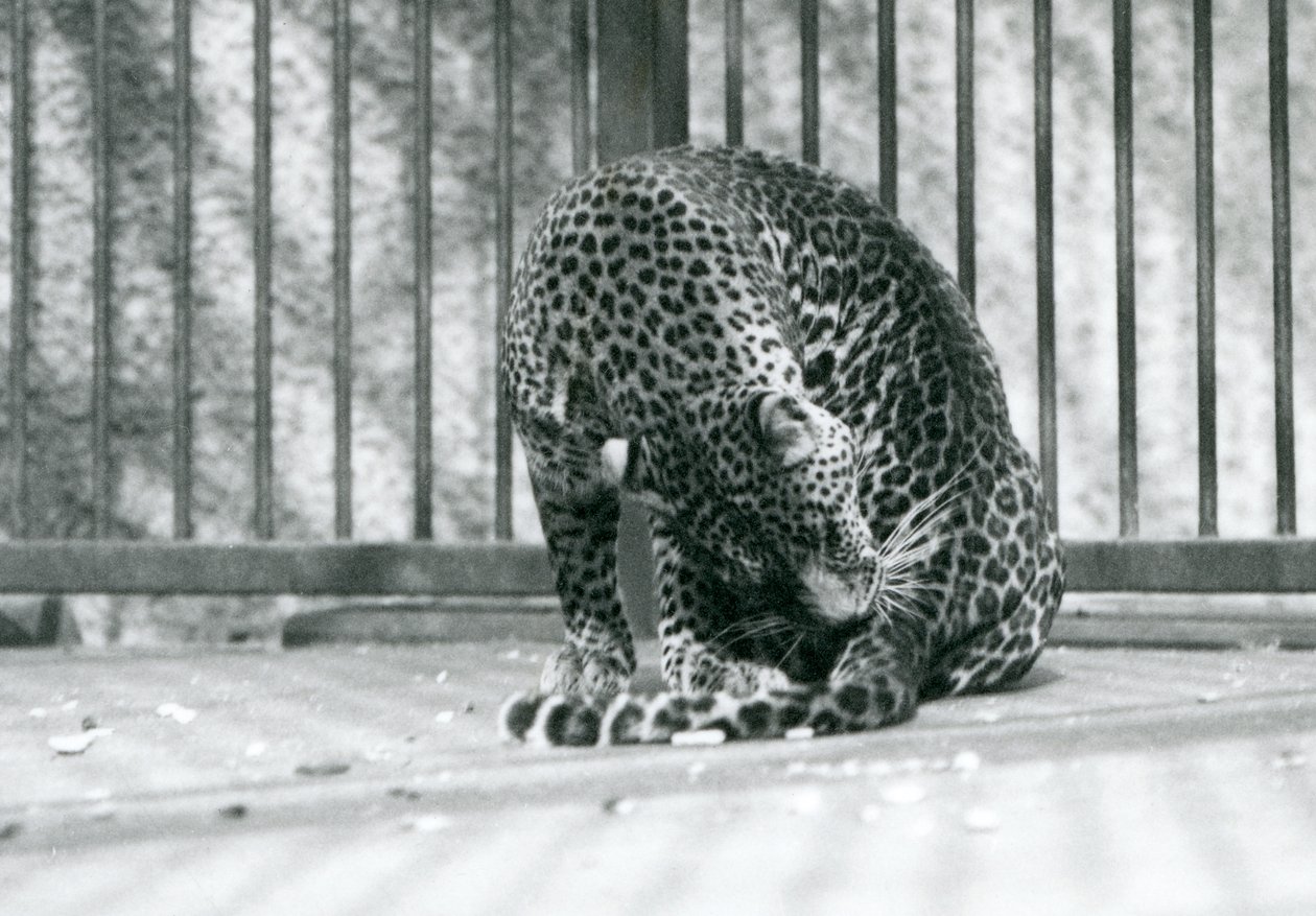 En leopard, der sidder i sit indhegning og plejer sit ben, London Zoo, 1927 af Frederick William Bond