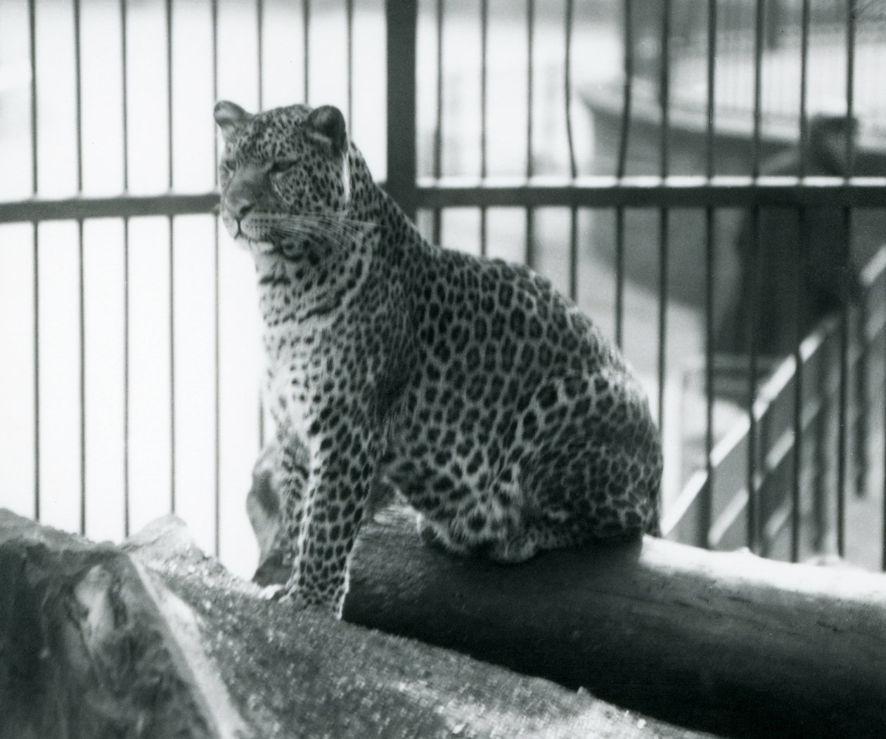 En leopard siddende på en bjælke i dens indhegning i London Zoo, september 1925 af Frederick William Bond
