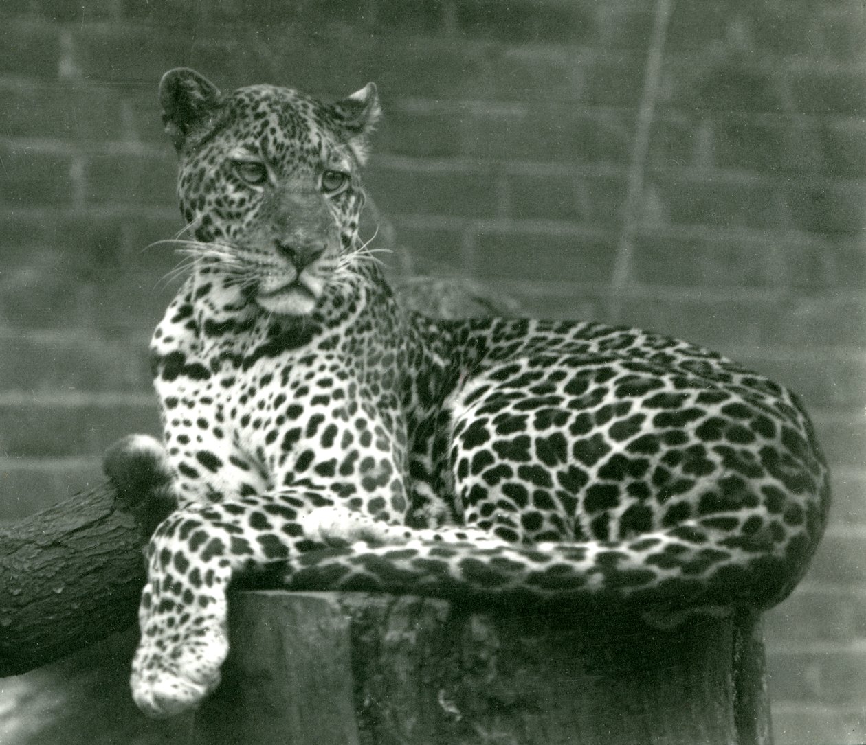 En leopard siddende på en træstub i London Zoo i 1924 af Frederick William Bond