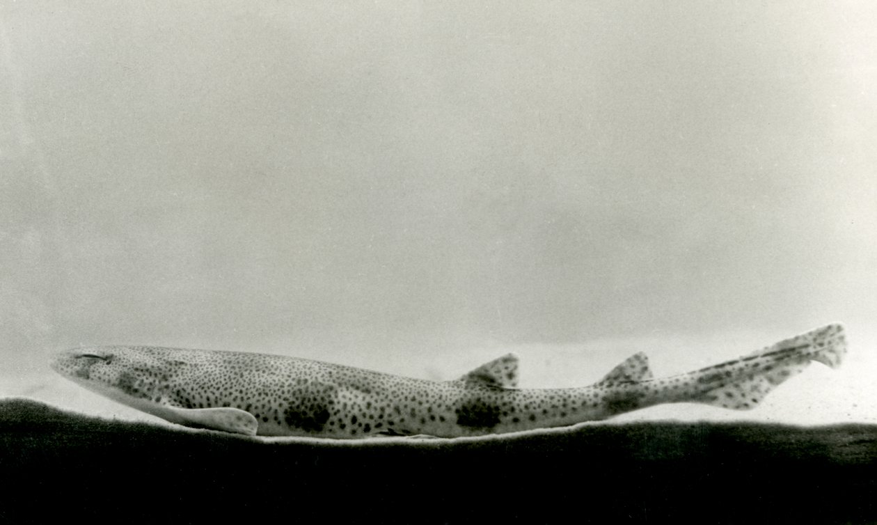 En mindre plettet hundehat i London Zoo i 1924 af Frederick William Bond