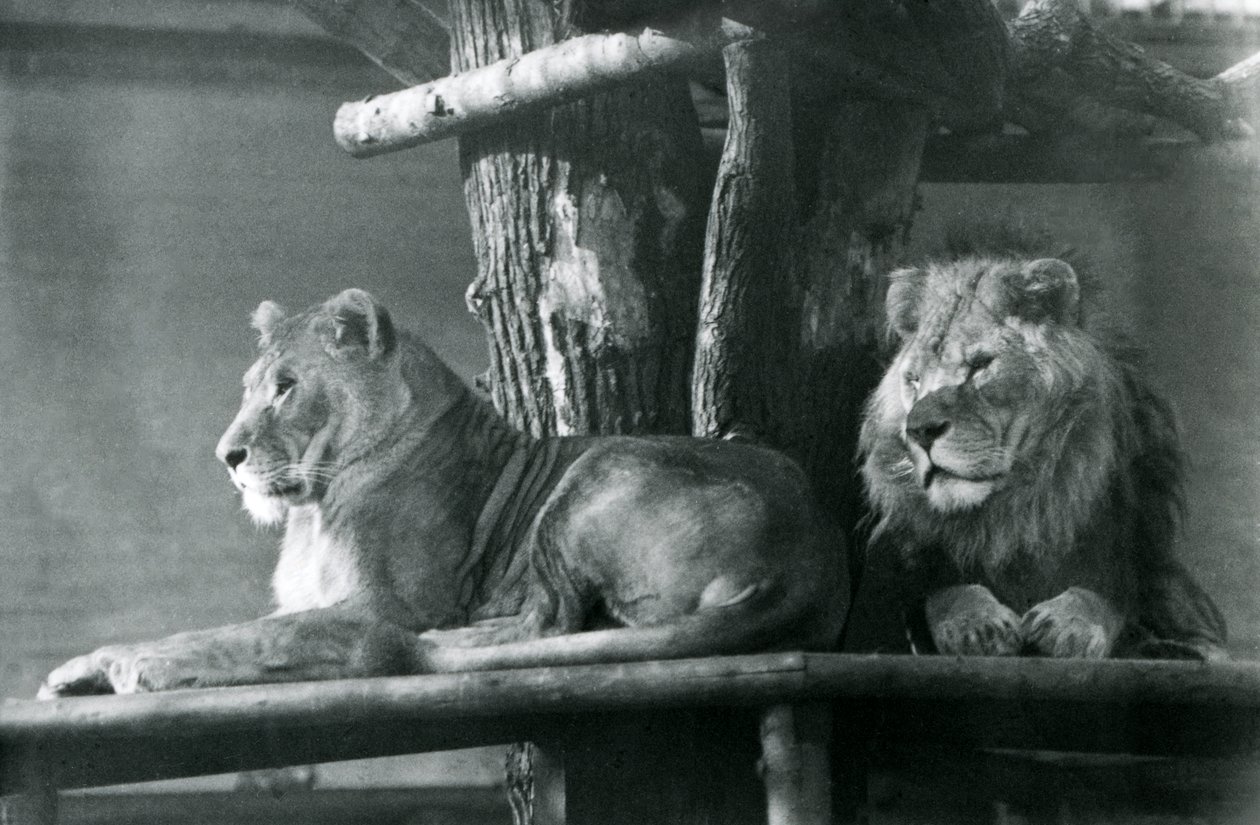 En løve og løvinde hviler på en høj platform i deres indhegning, London Zoo i 1929 (s/h foto) af Frederick William Bond