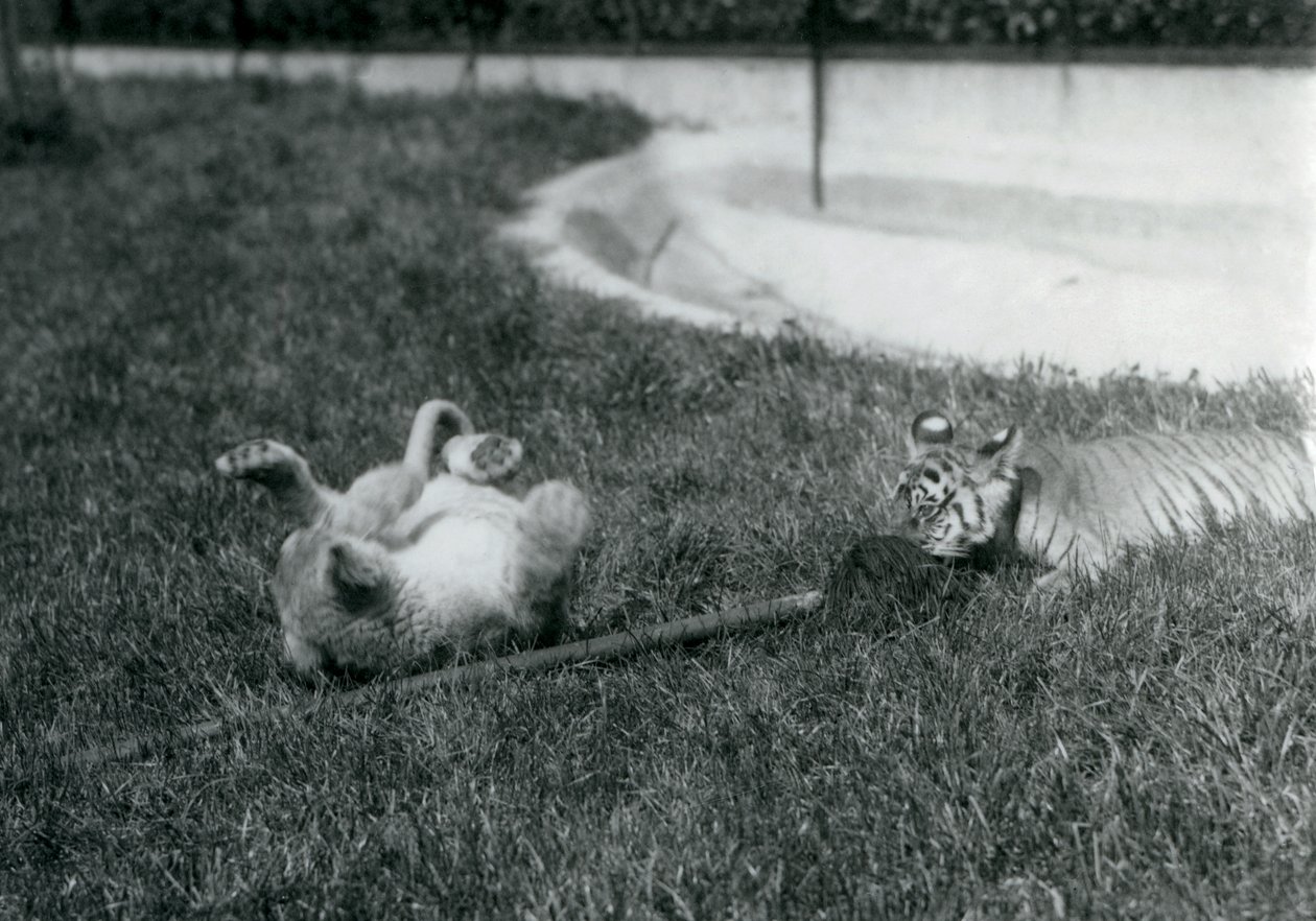 En løve- og tigerunge leger med en moppe på græsset ved en pool, London Zoo, september 1925 af Frederick William Bond