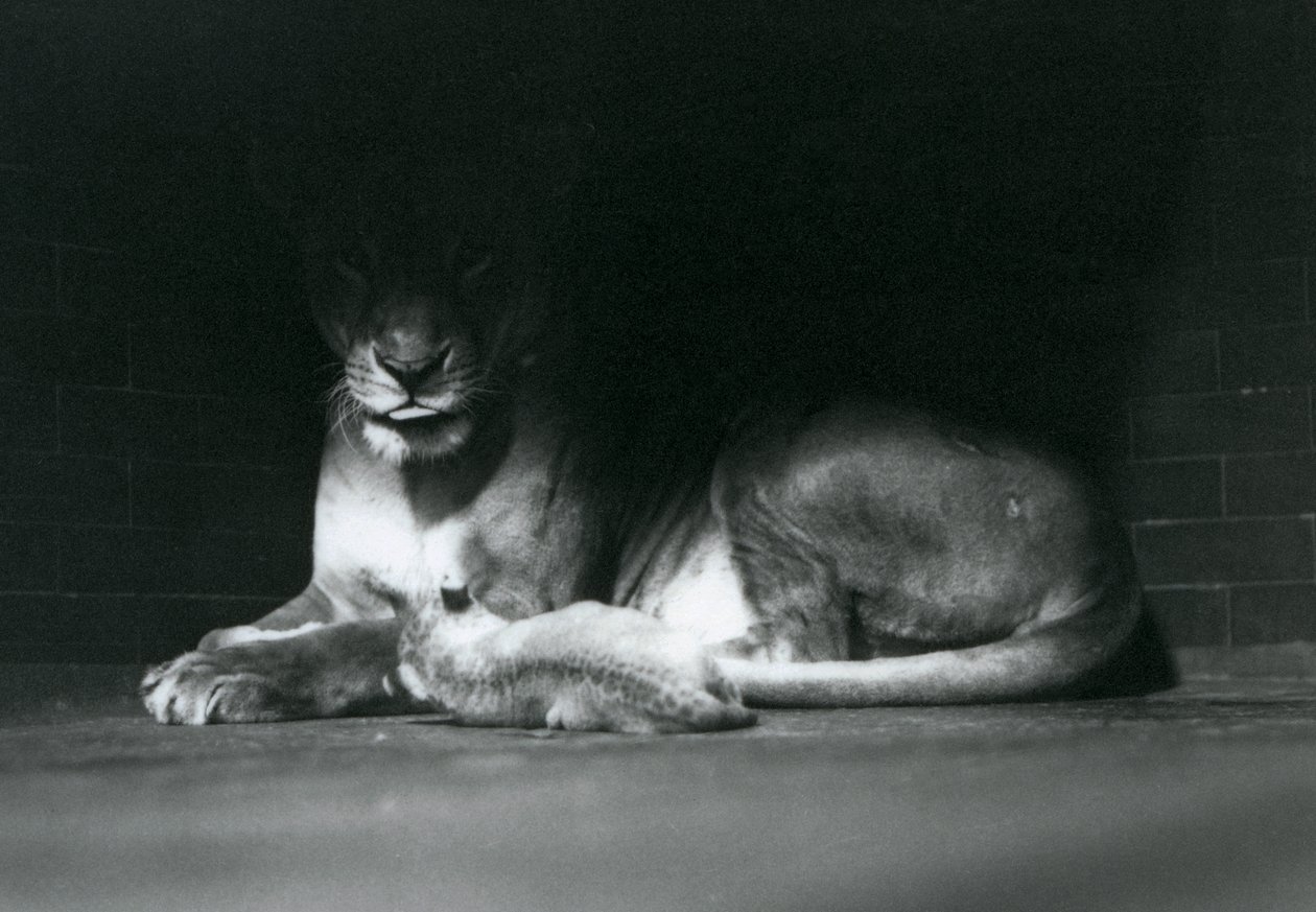 En løveunge ligger ned med sin mor i skyggen af bagsiden af deres indhegning, London Zoo, oktober 1925 af Frederick William Bond