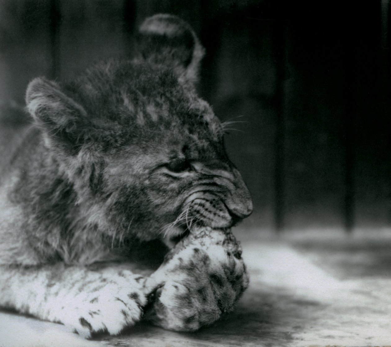 En løveunge fodrer i ZSL London Zoo i 1927 af Frederick William Bond