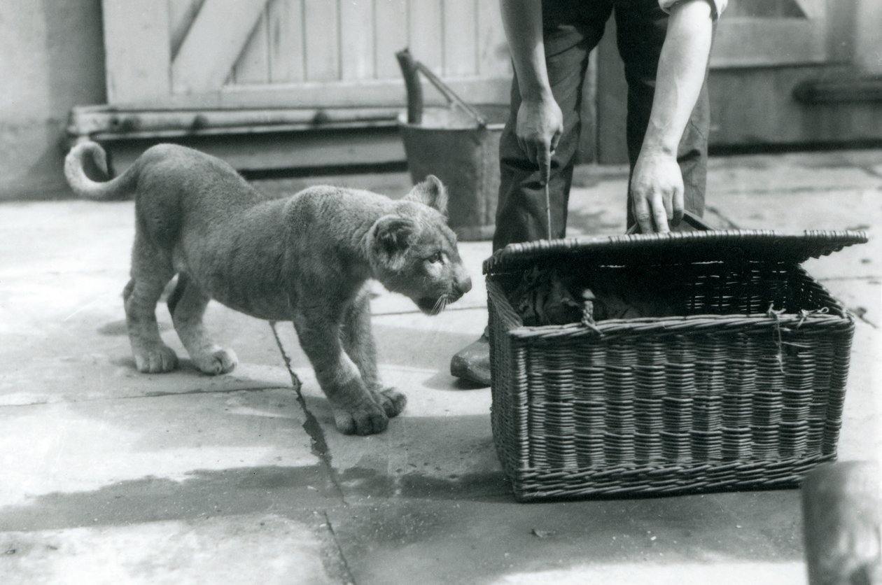 En løveunge ser på en tigerunge i en flettet kurv, som en vogter åbner, London Zoo, september 1925 af Frederick William Bond