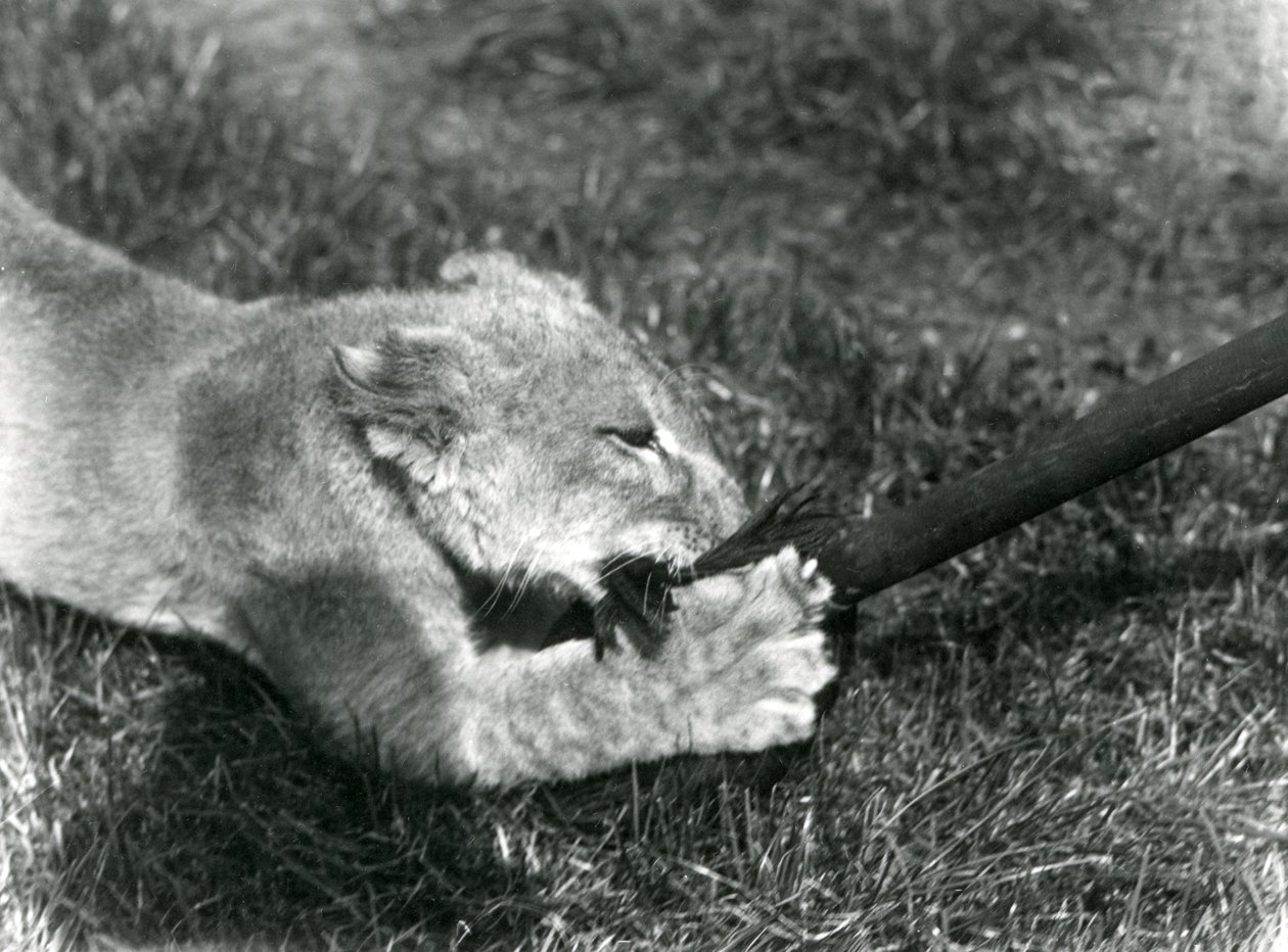 En løveunge leger med en moppe, holdt af sin vogter, på græsset foran sin hule, London Zoo, september 1925 af Frederick William Bond