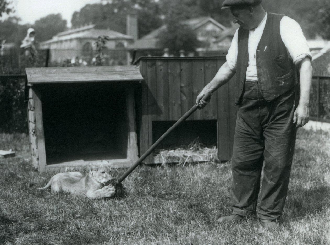 En løveunge leger med en moppe, holdt af sin vogter, på græsset foran sin hule, London Zoo, september 1925 af Frederick William Bond