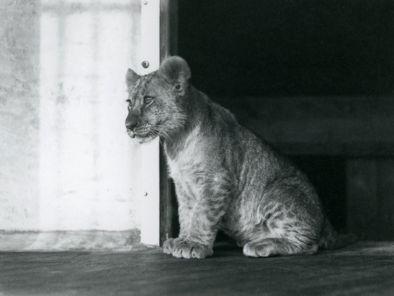 En løveunge sidder på gulvet i London Zoo i 1930 (s/h-billede) af Frederick William Bond