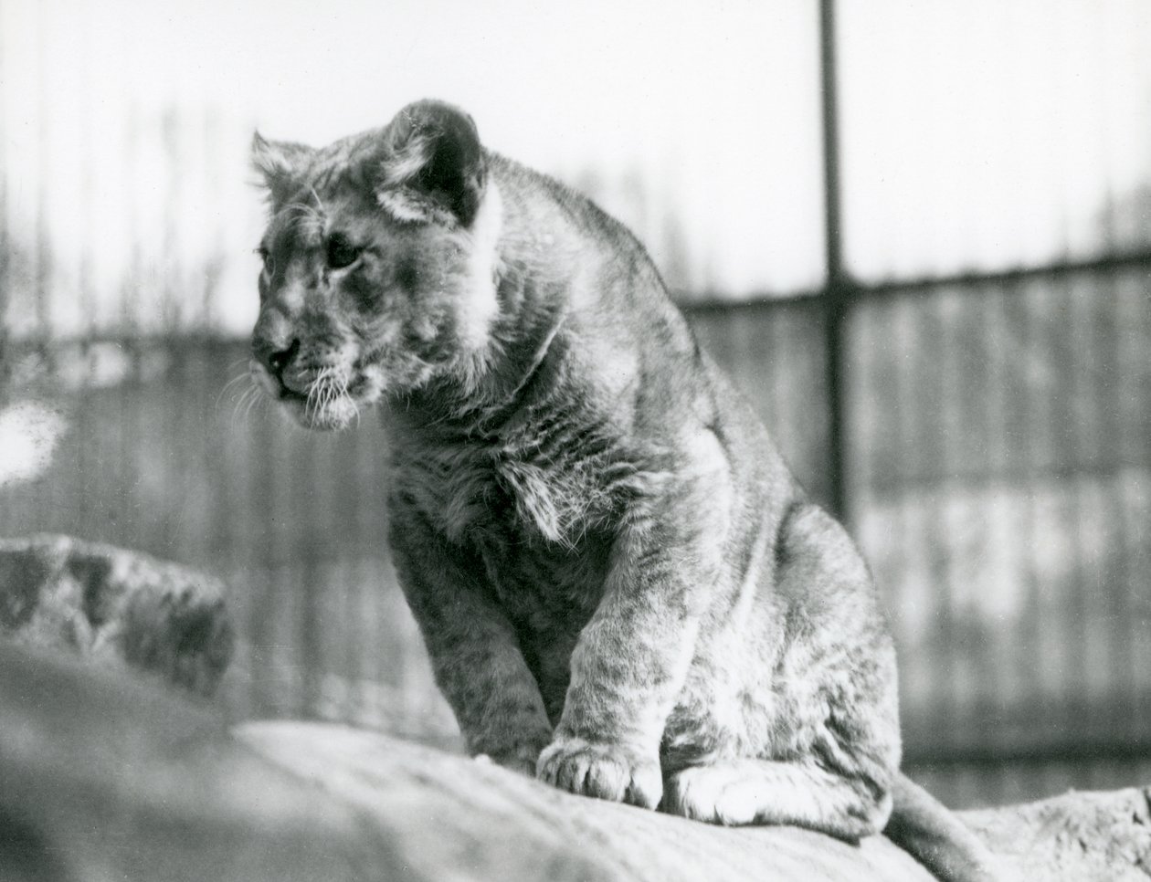 En løveunge, der var blevet født i menageriet i juli 1923, London Zoo, juli 1924 af Frederick William Bond