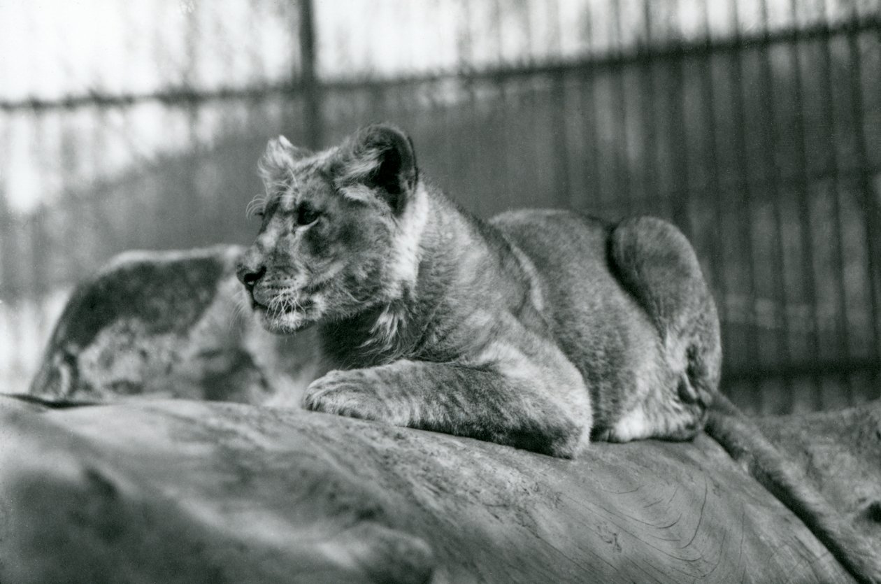 En løveunge, der var blevet født i menageriet i juli 1923, London Zoo, juli 1924 af Frederick William Bond