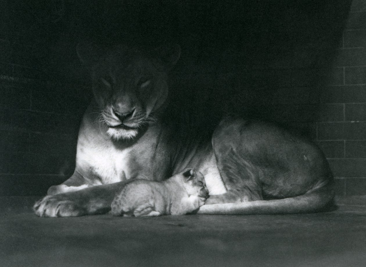 En løvinde og unge, der ligger i skyggen af bagsiden af deres indhegning, London Zoo, oktober 1925 af Frederick William Bond
