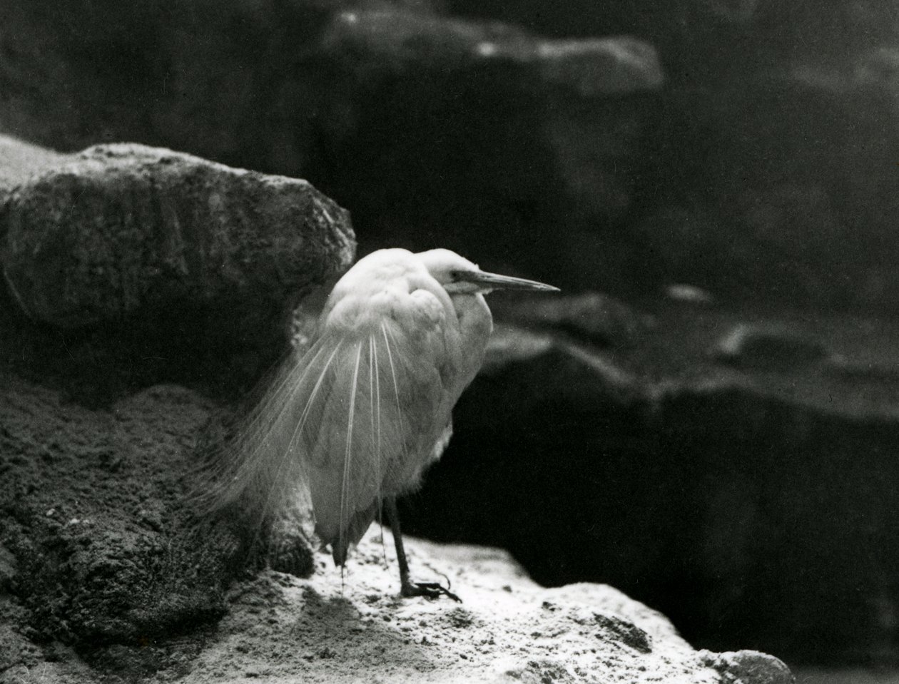 En lille egret hviler blandt klipper i London Zoo i 1930 (s/h-billede) af Frederick William Bond