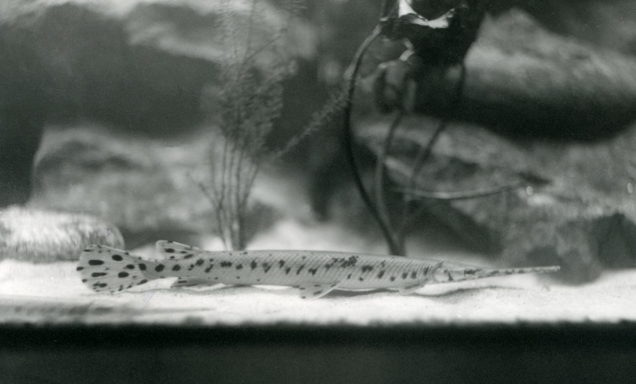 A Longnose gar, eller Needlenose gar, London Zoo, 1924 af Frederick William Bond