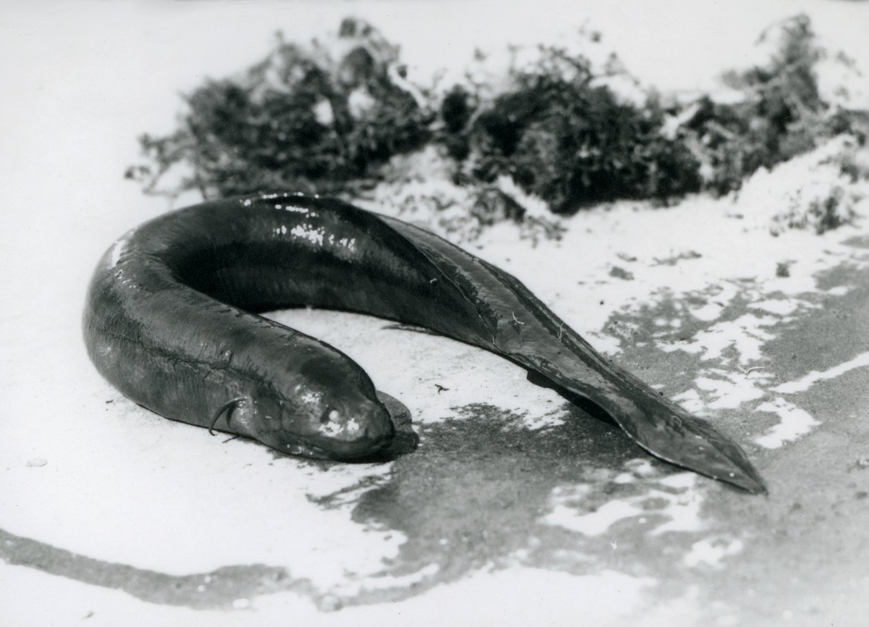 En lungefisk hviler ude af vandet i London Zoo i september 1928 af Frederick William Bond