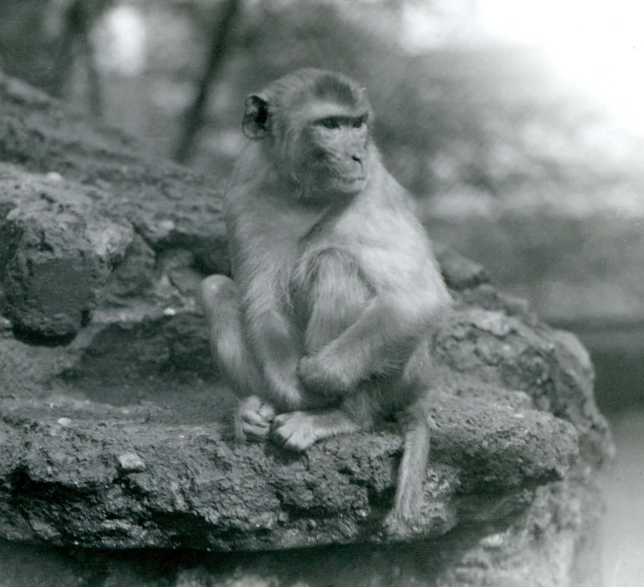 En makak siddende på en sten i London Zoo i 1924 af Frederick William Bond
