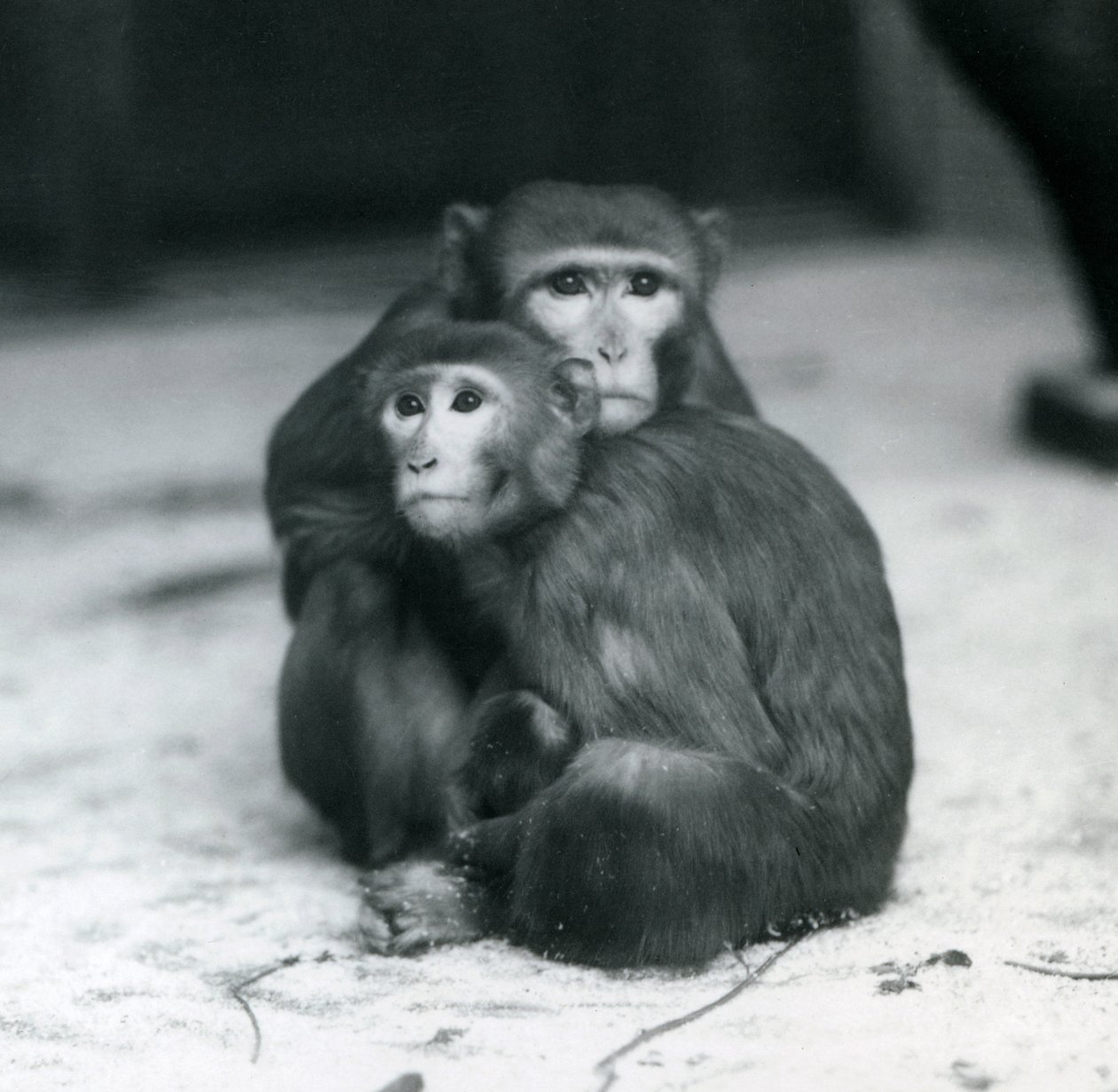 En makak med sin baby siddende sammen på gulvet i deres indhegning, London Zoo af Frederick William Bond